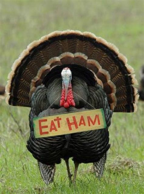 thanksgiving turkey meme